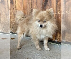 Father of the Pomeranian puppies born on 09/21/2022