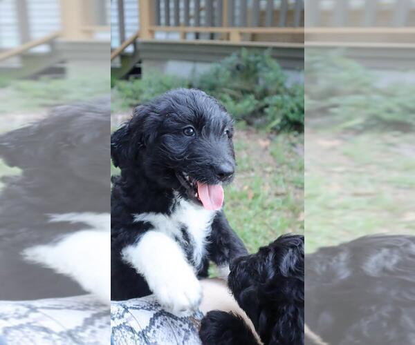 Medium Photo #9 Aussiedoodle Puppy For Sale in CONWAY, SC, USA