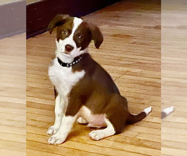 Medium Photo #2 Australian Shepherd-Unknown Mix Puppy For Sale in Genesee, WI, USA