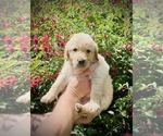 Small Photo #3 Golden Retriever Puppy For Sale in CLOVERDALE, CA, USA
