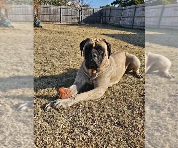 Medium Photo #2 Mastiff Puppy For Sale in Edmond, OK, USA