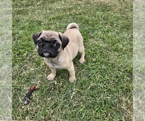 Pug Puppy for sale in SAN ANTONIO, TX, USA