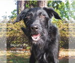 Small #5 Poodle (Standard) Mix
