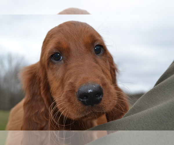 Medium Photo #2 Irish Setter Puppy For Sale in JAMESTOWN, TN, USA