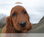 Small Photo #2 Irish Setter Puppy For Sale in JAMESTOWN, TN, USA