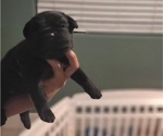 Small Photo #6 Cane Corso Puppy For Sale in MODESTO, CA, USA
