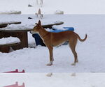 Small #29 Saluki-Whippet Mix