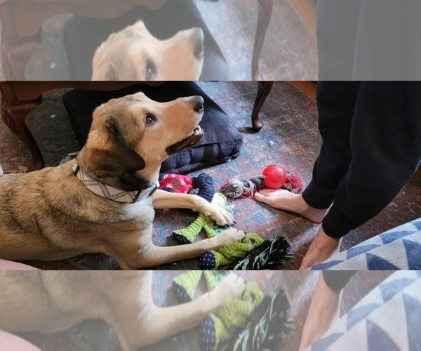 Medium Photo #3 Coonhound-Unknown Mix Puppy For Sale in Wakefield, RI, USA