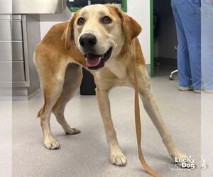 Alexis - Female Labrenees Dog for Adoption - Photo #2