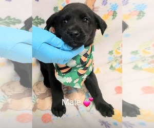 Labrador Retriever-Unknown Mix Dogs for adoption in SHERBURNE, NY, USA