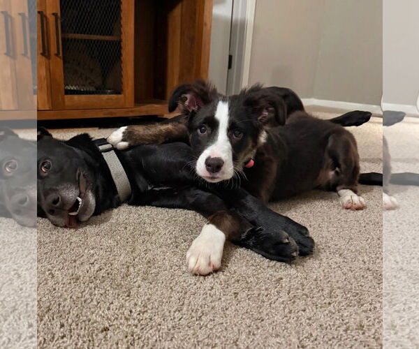 Medium Photo #1 Border Collie-Unknown Mix Puppy For Sale in Oakhurst, NJ, USA