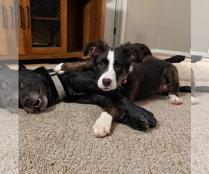 Border Collie-Unknown Mix Dogs for adoption in Oakhurst, NJ, USA