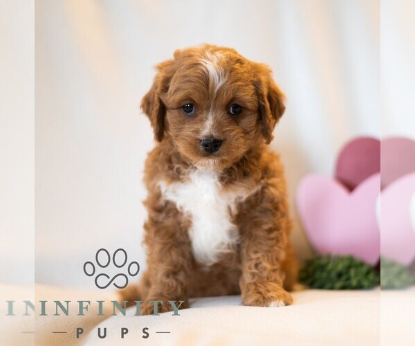 Medium Photo #5 Cavapoo (Miniature) Puppy For Sale in DORNSIFE, PA, USA