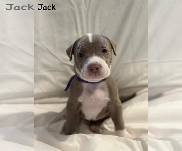 Medium Photo #1 American Pit Bull Terrier-Unknown Mix Puppy For Sale in Spring Lake, NJ, USA