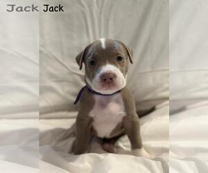 Medium American Pit Bull Terrier Mix