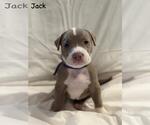 Small American Pit Bull Terrier Mix