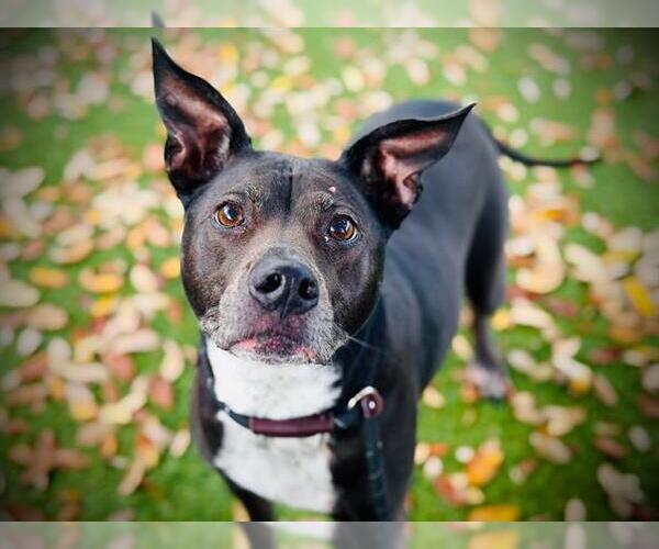 Medium Photo #2 Labrador Retriever-Unknown Mix Puppy For Sale in Orlando, FL, USA