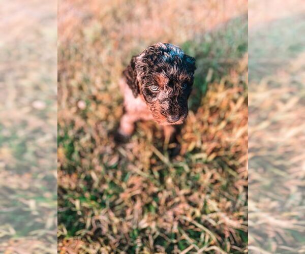 Medium Photo #2 Golden Mountain Doodle  Puppy For Sale in TRAFALGAR, IN, USA
