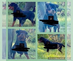 Father of the Rottweiler puppies born on 09/28/2022