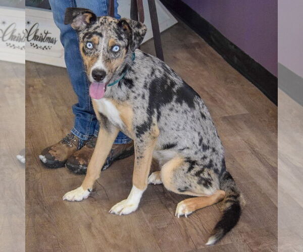 Medium Photo #6 Australian Shepherd-Unknown Mix Puppy For Sale in Huntley, IL, USA