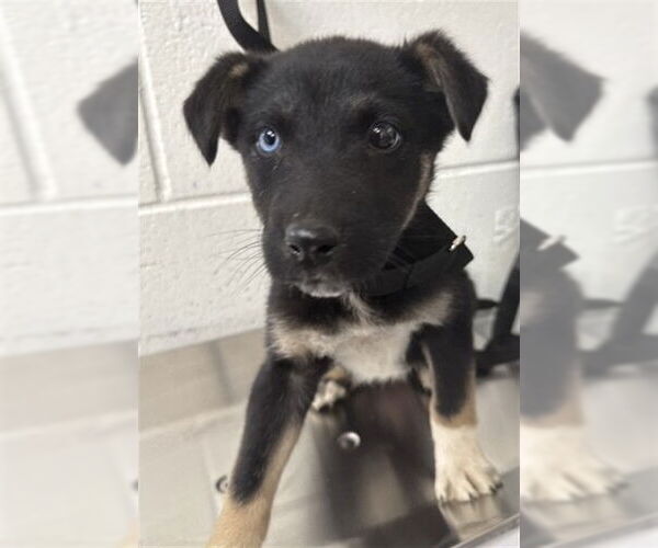 Medium Photo #1 German Shepherd Dog-Unknown Mix Puppy For Sale in San Bernardino, CA, USA