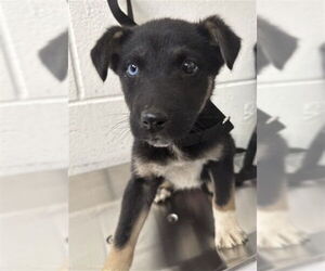 German Shepherd Dog-Unknown Mix Dogs for adoption in San Bernardino, CA, USA