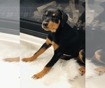 Small Photo #6 Rottweiler Puppy For Sale in CONROE, TX, USA