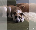 Small #5 Mutt