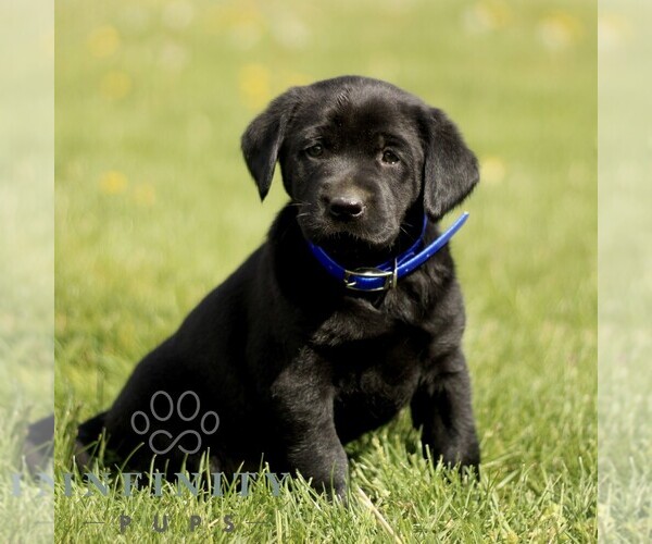 Medium Photo #3 Labrador Retriever Puppy For Sale in COATESVILLE, PA, USA