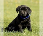 Small #2 Labrador Retriever