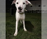 Small Pointer Mix