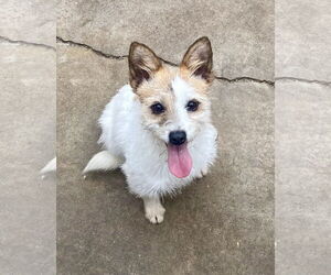 Gabbi- STOLEN - Female Mutt Dog for Adoption - Photo #2