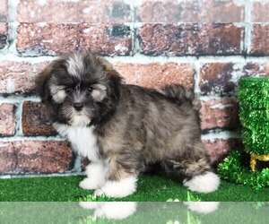 Havanese Puppy for sale in BEL AIR, MD, USA