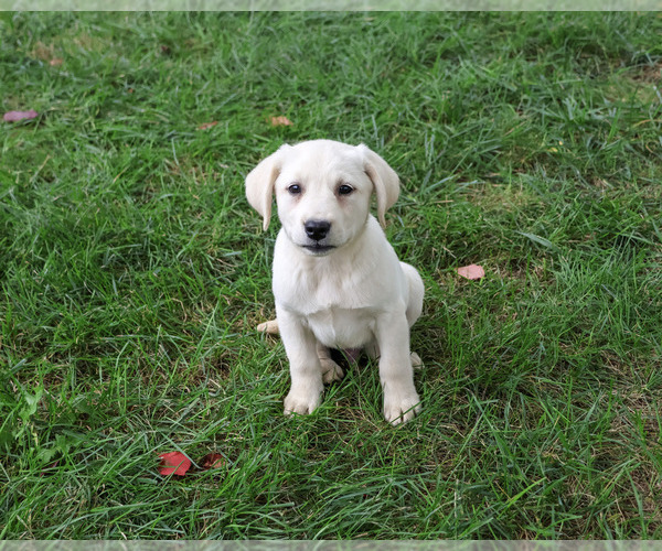Medium Photo #1 Labrador Retriever Puppy For Sale in SYRACUSE, IN, USA