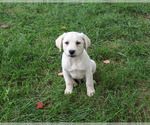 Randy - Male Labrador Retriever Puppy for Sale - Small photo