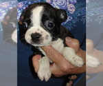 Puppy Trina Boston Terrier