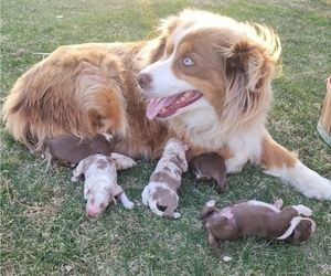 Mother of the Australian Shepherd puppies born on 04/12/2023