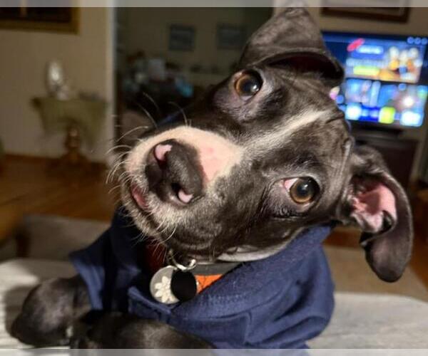 Medium Photo #1 Mutt Puppy For Sale in Martinez, CA, USA