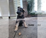Puppy Bobbi German Shepherd Dog