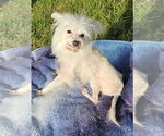 Small #6 Maltese
