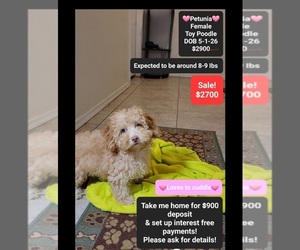 Poodle (Toy) Puppy for sale in TUCSON, AZ, USA