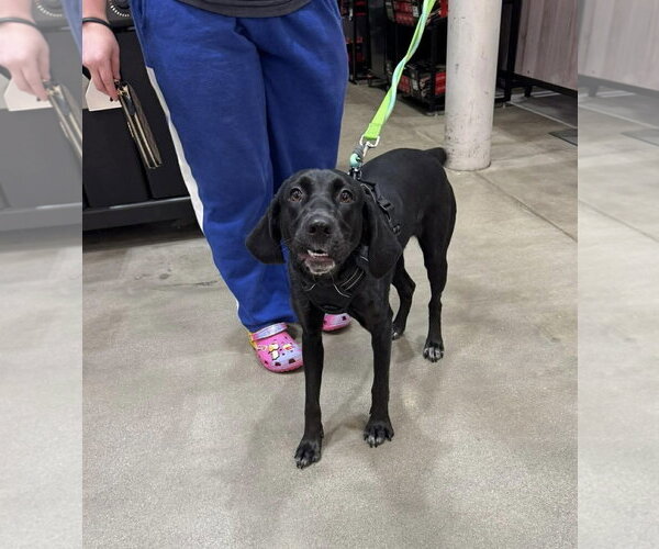 Medium Photo #2 Mutt Puppy For Sale in Westwood, NJ, USA