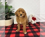Small #2 Goldendoodle (Miniature)