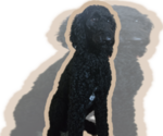 Small Photo #1 Labradoodle Puppy For Sale in WEST DES MOINES, IA, USA