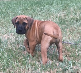 Medium Bullmastiff