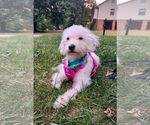 Small #2 Poodle (Miniature)
