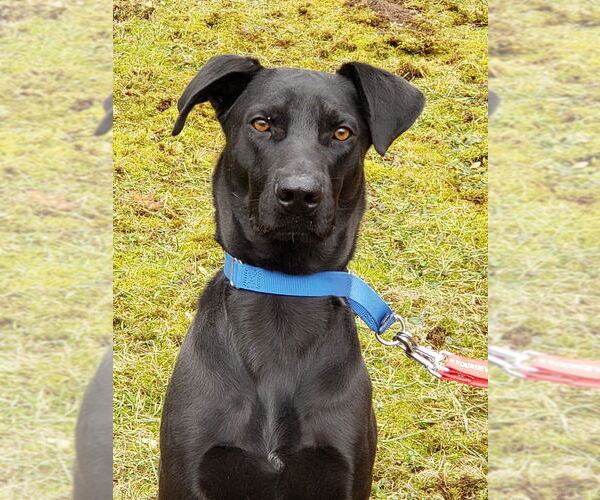 Medium Photo #2 Mutt Puppy For Sale in Ridgefield, CT, USA
