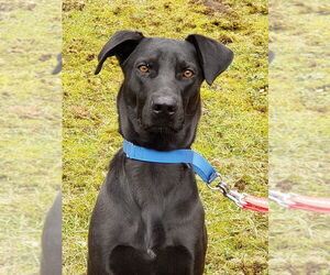 Buddy - Male Mutt Dog for Adoption - Photo #2