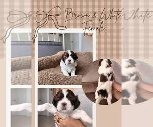 Shih Tzu Puppy for sale in PORTER RANCH, CA, USA