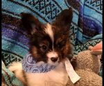 Small Photo #3 Papillon Puppy For Sale in FREWSBURG, NY, USA